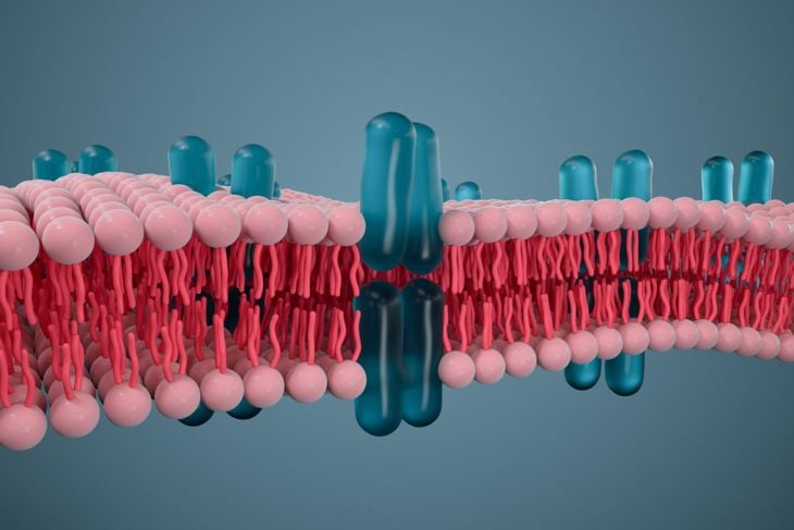Phospholipid Orientation in Membranes: Understanding the Bilayer Structure
