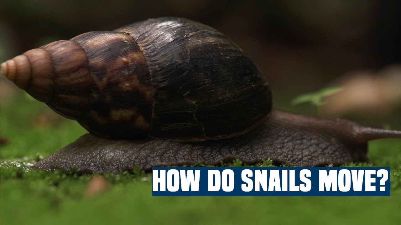 Snail Speed: Understanding How Fast These Garden Creatures Actually Move