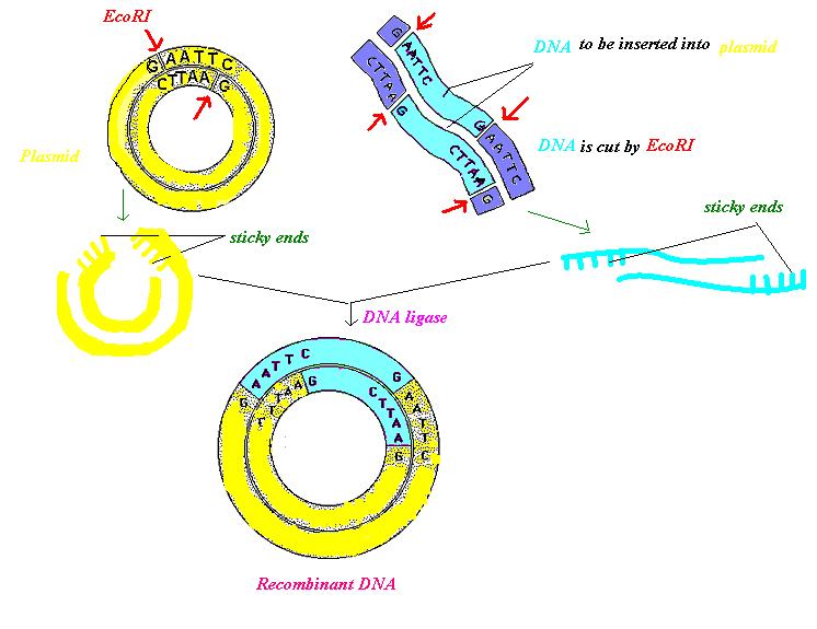 Recombinant DNA Technology: Complete Guide to Genetic Engineering Fundamentals