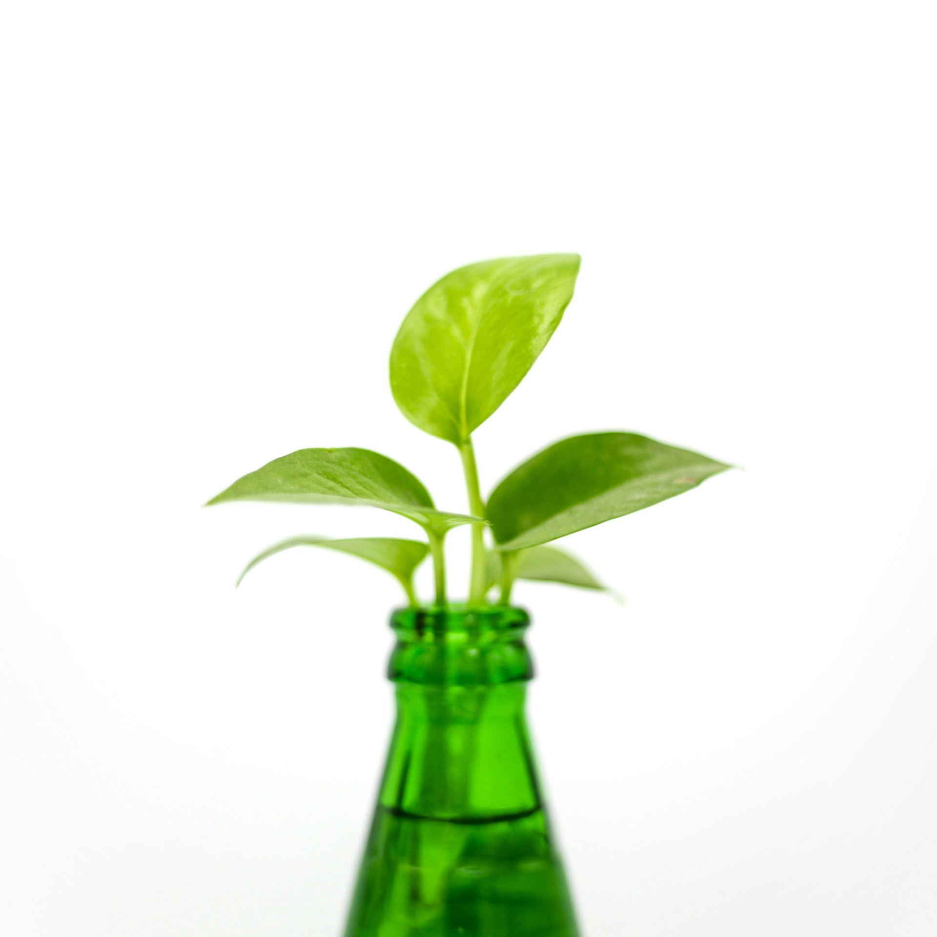 How Sustainability Shapes Modern Brand Positioning: Strategies, Benefits, and Implementation
